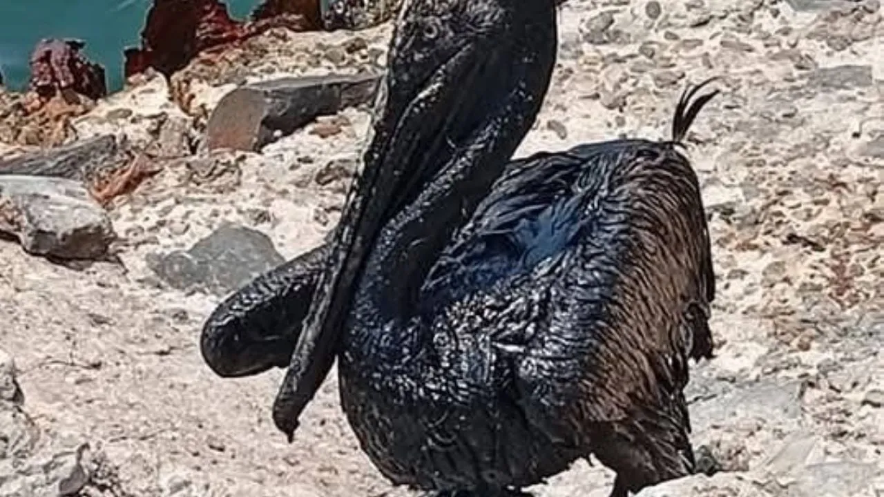 Costera de Paraíso, Tabasco amanece contaminada de chapopote; exigen a Pemex explicación (Videos)